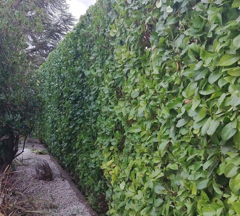 taille de haie La Bouilladisse